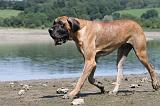 DOGUE ALLEMAND 136